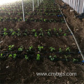 Tomato water-saving drip irrigation